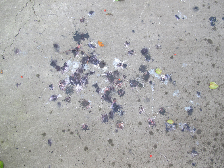 purple poo