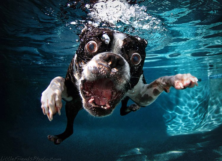 Dog-underwater