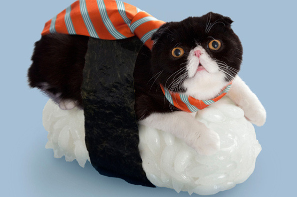 sushi-cat