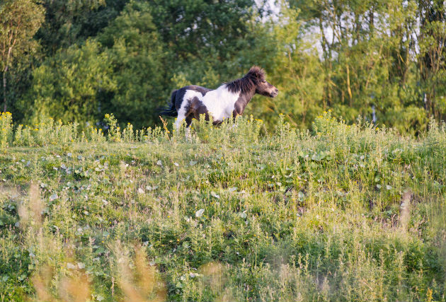 bidston-moss-3177