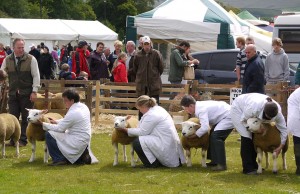 sheep_judging